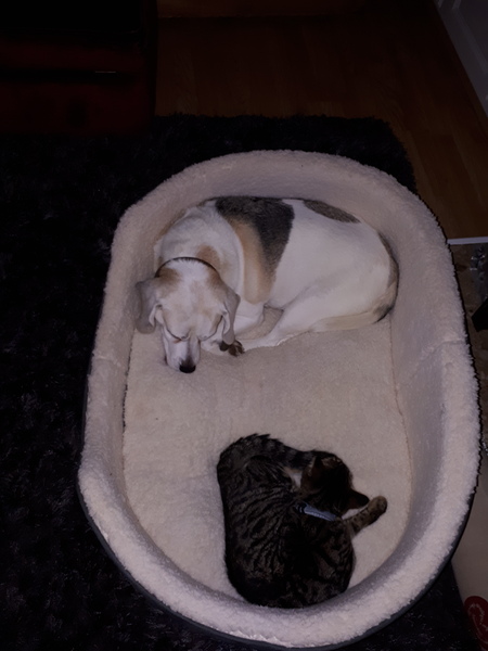 Why does anyone buy a dedicated cat bed?