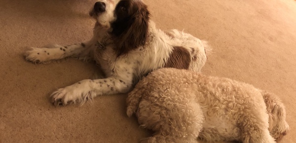 Younger Dog Bereft at loss of Older Dog.