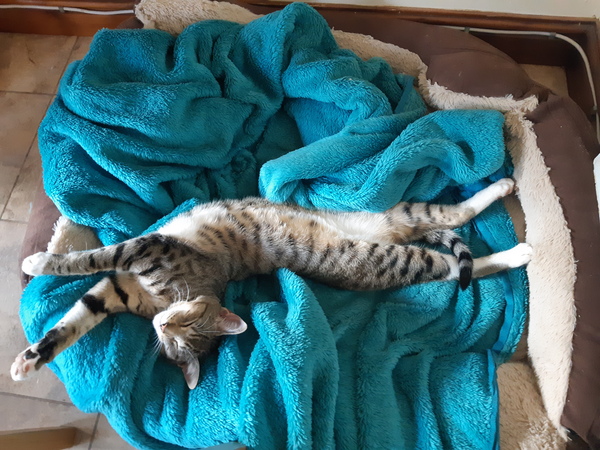 Little mousey fuckers have eaten all the stocking fillers