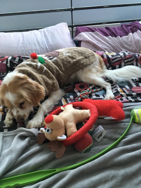 Anyone got a festive doggy to show off!
