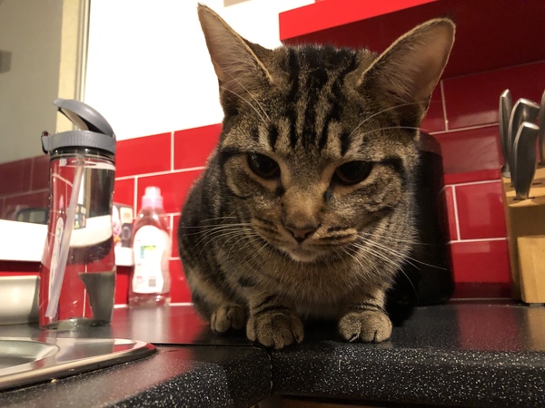 Cat chat - The Ollie and Paws show, with extra Little K drama