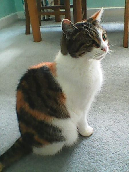 Westminstenders: Social Conservativism