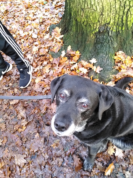 My dog is best dog
