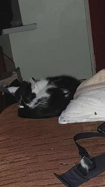 New kitten - too soon?