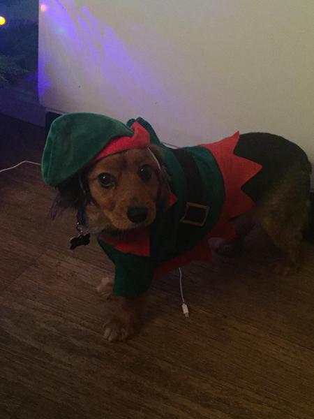 Anyone got a festive doggy to show off!