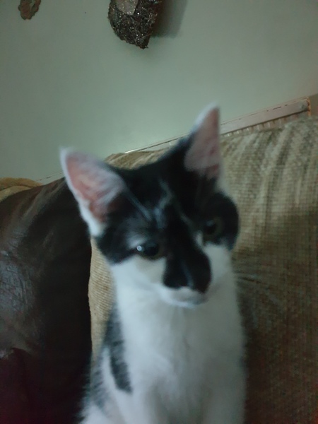 New kitten - too soon?