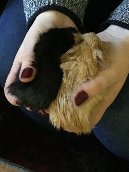 Happy Christmas, Guinea pig just died
