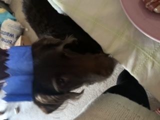 Anyone got a festive doggy to show off!