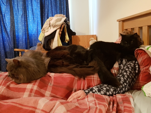 What's your DCat up to today? (Thread 7!)