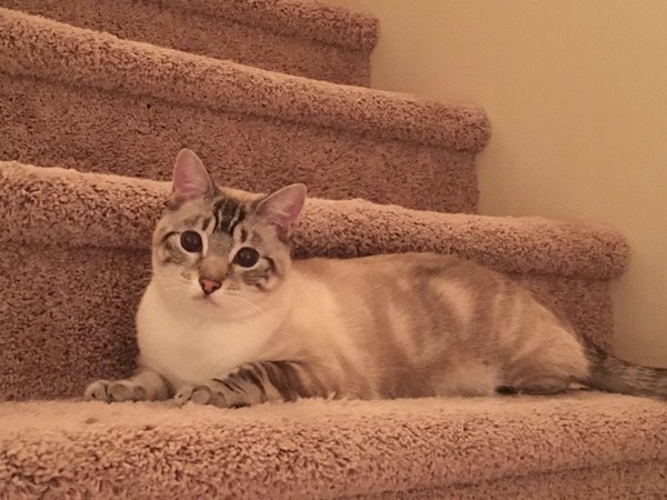 New cat - I'm being ridiculous, aren't i?