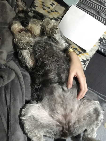 Introducing baby and dog