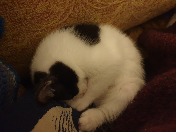 New kitten advice