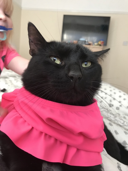 Tribute to my beautiful best friend Finn