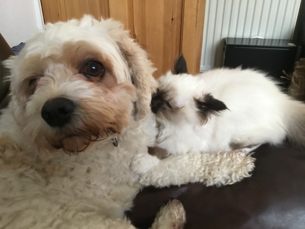 To now prefer cats to dogs?