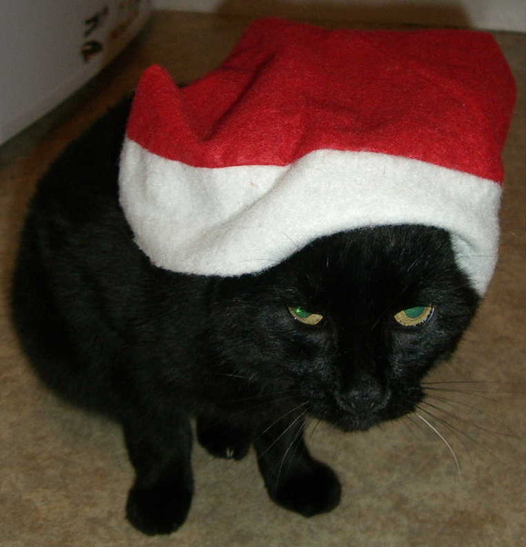 Cat in a festive hat