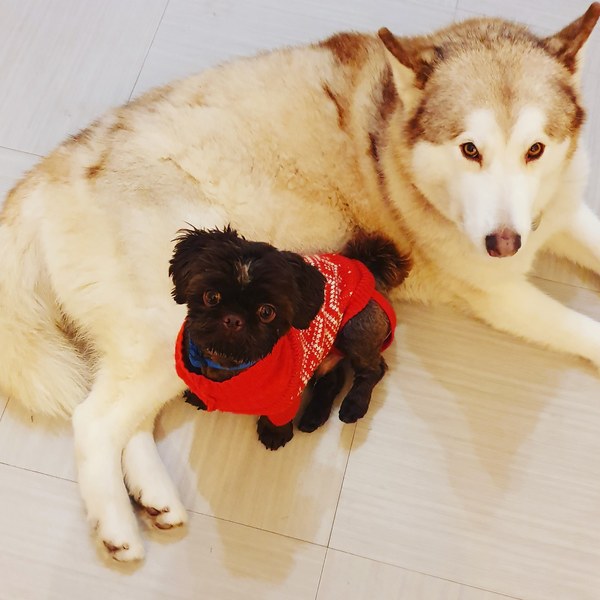Anyone got a festive doggy to show off!