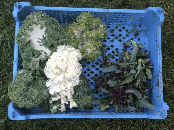 Allotment/Veg Patch Thread 14 ! growing into summer