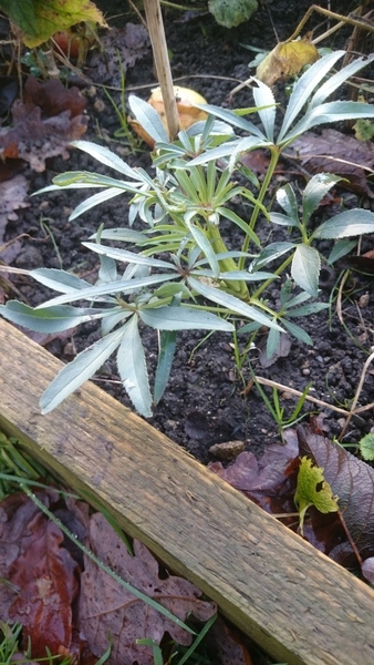 Another unidentified plant thread!