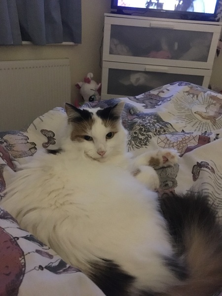 What should I do about cat?