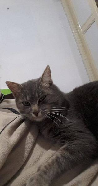 Westminstenders: Social Conservativism