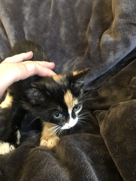 Help me name my new kitten!