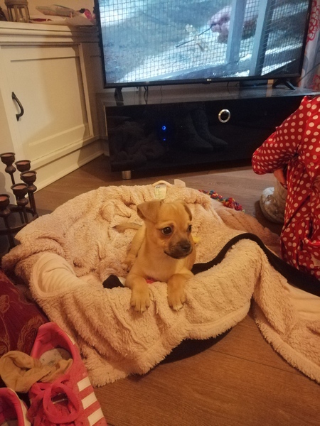 Puppy Support Group 2
