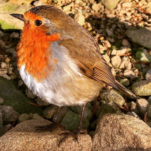 Westminstenders: Social Conservativism