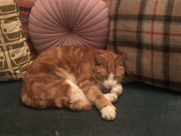 Cat can get out through flap but not back in. 5am protests.
