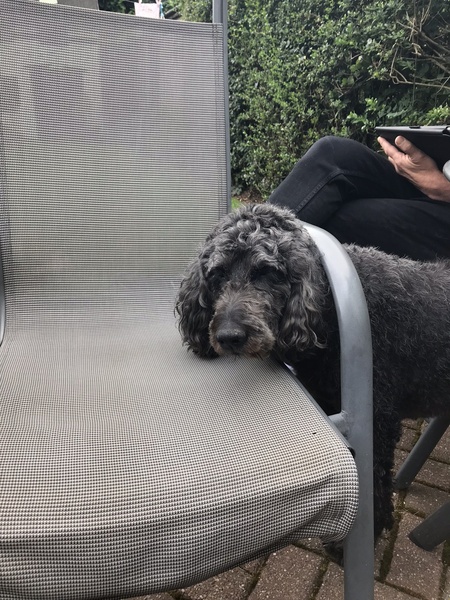 My dog is best dog