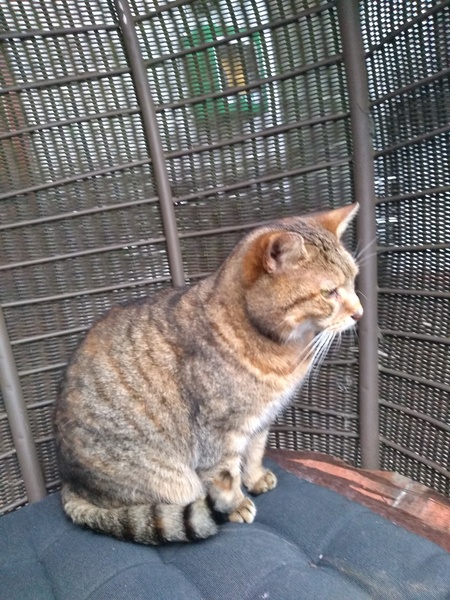 Cat chat - The Ollie and Paws show, with extra Little K drama