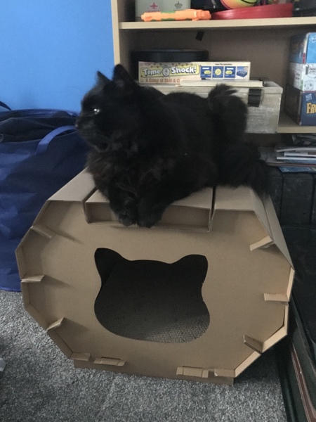 Cat chat - The Ollie and Paws show, with extra Little K drama