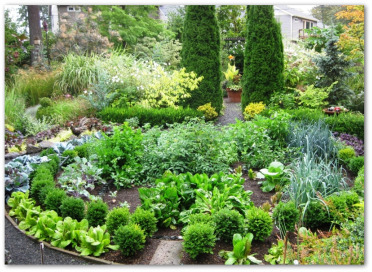 Allotment help please!