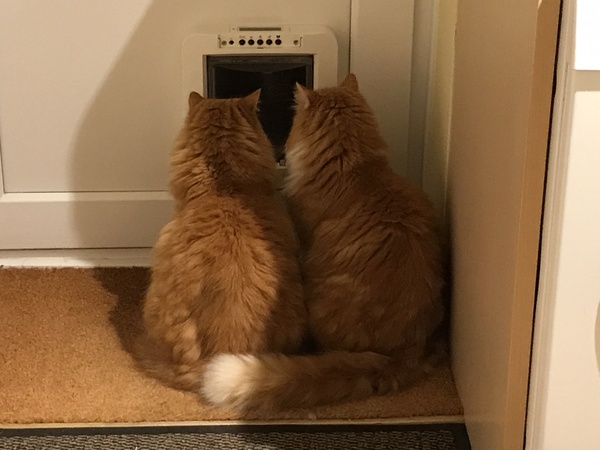 My Not So Brave Boys