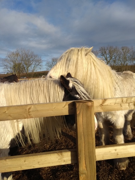 Festive fledglings flying through December - the Flylady thread