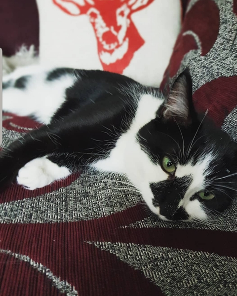 AIBU to think my cat isn't going to come back home :(