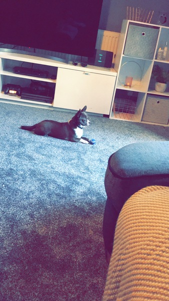 What has your dog added to your life?