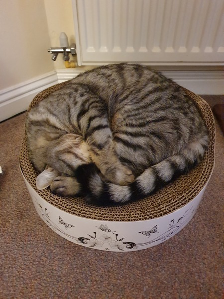 How Much is Too Much... Food!