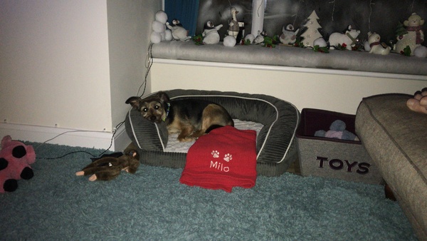 Anyone got a festive doggy to show off!