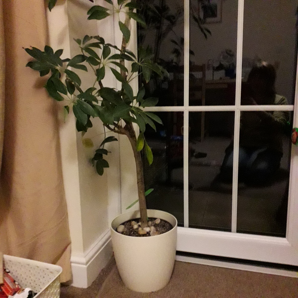 Where to find nice pots for big houseplants?