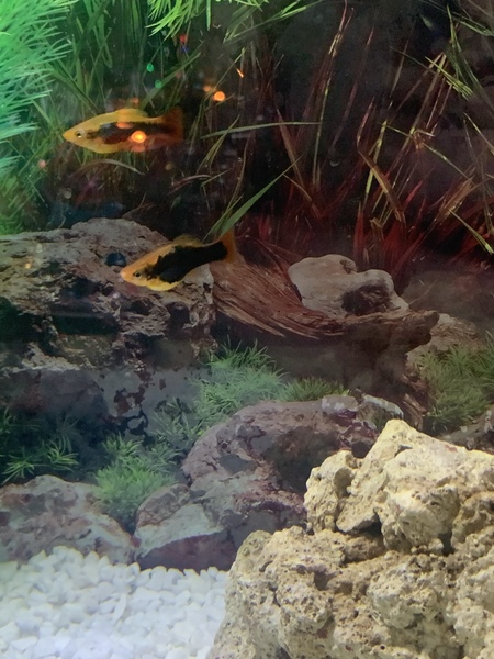 Platy fish pregnant?