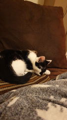New kitten - too soon?