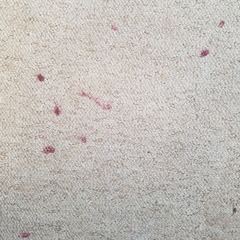 Filthy stained carpet: worth professional clean or get rid? Pic