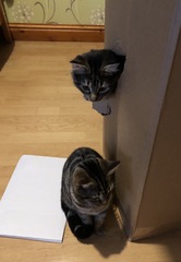 Cat chat - The Ollie and Paws show, with extra Little K drama