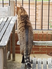 Next door's -thug- cat