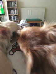 Wolfie pup2