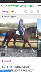 How on earth does anyone buy their first horse!!??
