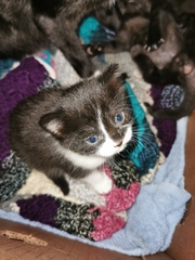 Meet my foster kitty