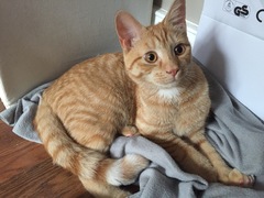 To ask for kitten/cat advise ??