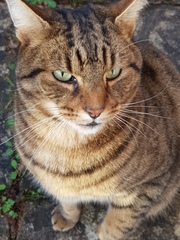 Thug Cat part 2. What, has this thing appeared again tonight?