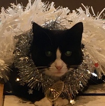 Cat in a festive hat